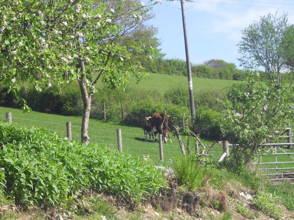 Staylittle Farm Dolgellau Exterior foto
